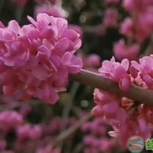  山野紫荆花种子图片?紫荆花是什么植物？