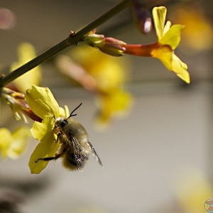  工蜂成虫分泌的信息素 马蜂信息素多久消失