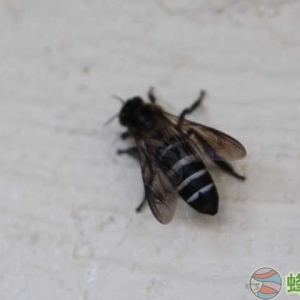 新疆黑蜂有什么特点 新疆黑蜂和东北黑蜂的区别