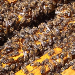 意蜂春繁技术要点 意蜂春繁单王群几脾开繁好