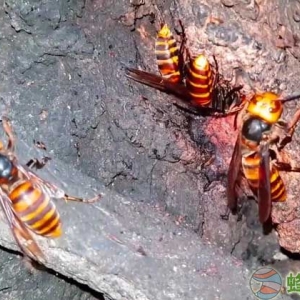 蜜蜂和马蜂蛰了的区别图片哪个毒性大？