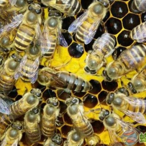 无王群蜜蜂多少时候才有王	蜜蜂没有蜂王会怎么样