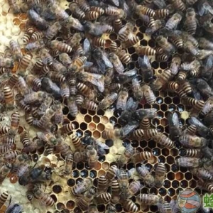 老蜜蜂是指年老的蜜蜂 关于蜜蜂的简单知识