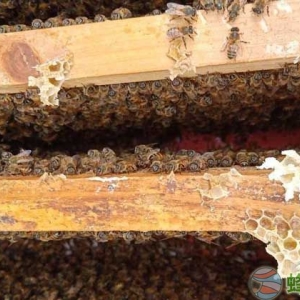 新手养蜂入门技术 怎样养蜜蜂才不会飞走？