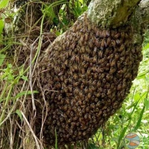怎么识别蜜蜂即将分蜂 怎么防止蜜蜂自然分蜂？