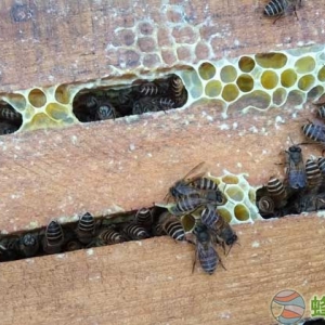 养一箱蜜蜂要多少成本？