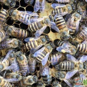 发展蜜蜂养殖有什么好处？