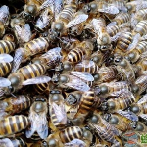 在农村可以养蜜蜂吗？