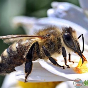 定点养蜂一人能养多少箱？