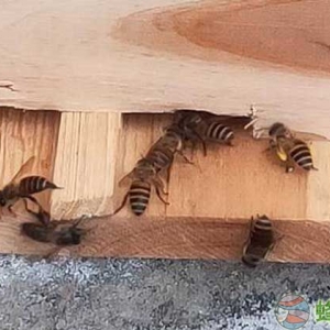 中蜂和意蜂能杂交吗？