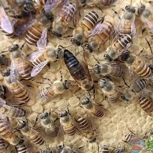 中蜂没有蜂王会怎么样？
