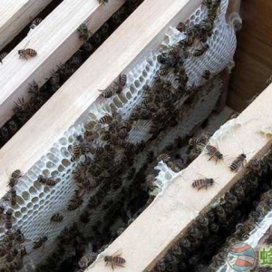 中蜂能不能生产蜂王浆？