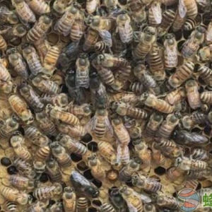 中华蜜蜂的资料及特性