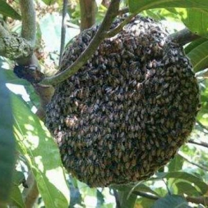黑小蜜蜂能人工养殖吗？