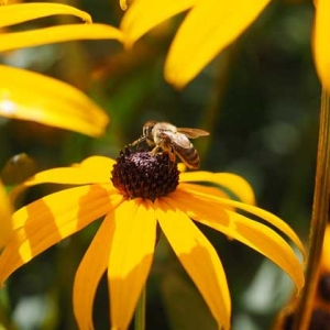 蜜蜂蜇人预示什么？