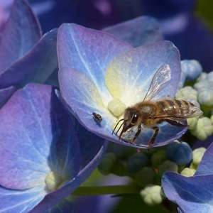 蜜蜂多少度会冻死？