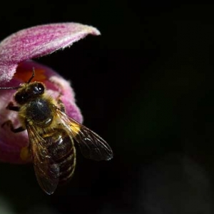 蜜蜂入屋筑巢是什么征兆？