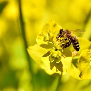 普通工蜂和侦查蜂怎么区分？