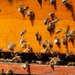 蜜蜂越冬最适温度是多少？