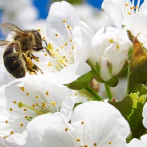 蜜蜂采蜜是什么季节？