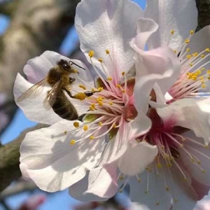 蜜蜂不酿蜜是什么原因？