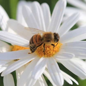 蜜蜂采的是花蜜还是花粉？