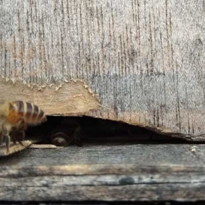 蜜蜂不出巢的原因是什么？