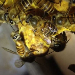 蜜蜂是怎样自然分蜂的？