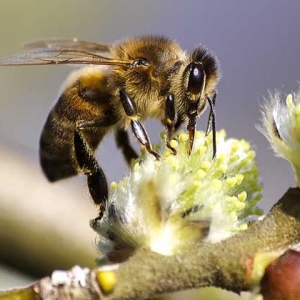 蜜蜂不采蜜是什么原因？