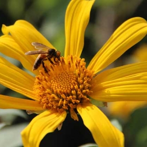 小蜜蜂和大蜜蜂的区别