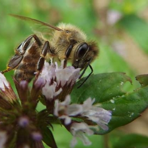 蜜蜂的特点和生活特征