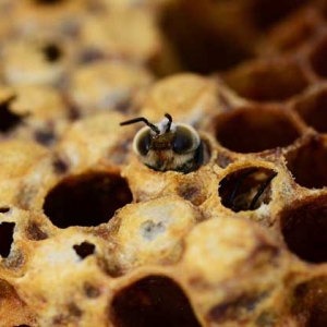 蜜蜂的一生是怎样度过的？