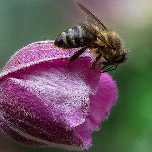 蜜蜂是害虫还是益虫？