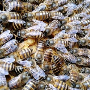 蜜蜂是怎么修筑蜂巢的？