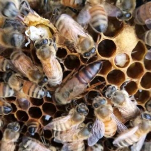 东北黑蜂是中蜂还是意蜂？