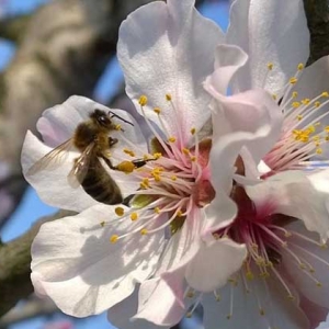 被蜜蜂蛰了几天能消肿？