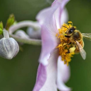 蜂群中工蜂吃什么食物？