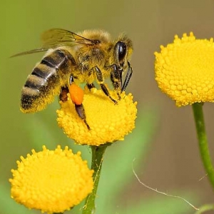 被蜜蜂蛰抹牙膏有用吗？