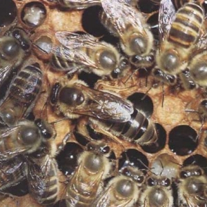 中华蜜蜂的种类及图片大全