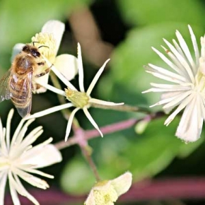 蜜蜂为什么要采水？