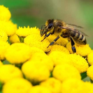 蜜蜂的采集范围有多大？
