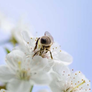 蜜蜂是怎么采蜜和酿蜜的？