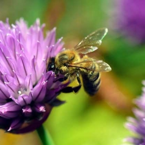 蜜蜂怕什么气味会出巢？