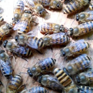 蜜蜂为什么会自然分蜂？