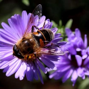 蜜蜂为什么在逐渐消失？