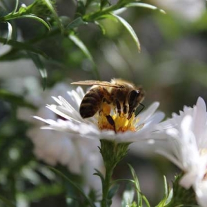 蜜蜂是怎么采蜜的？