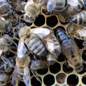 东北黑蜂有什么特点？