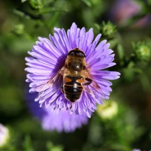 世界上有多少种蜜蜂？