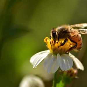 蜜蜂有哪些生物学特性？