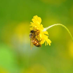蜜蜂的生活环境特性